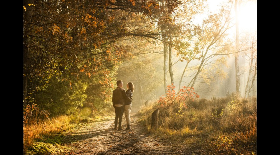 6893Backer-de-sunlight--web.jpg